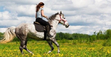 Entretenir une tondeuse électrique pour chevaux